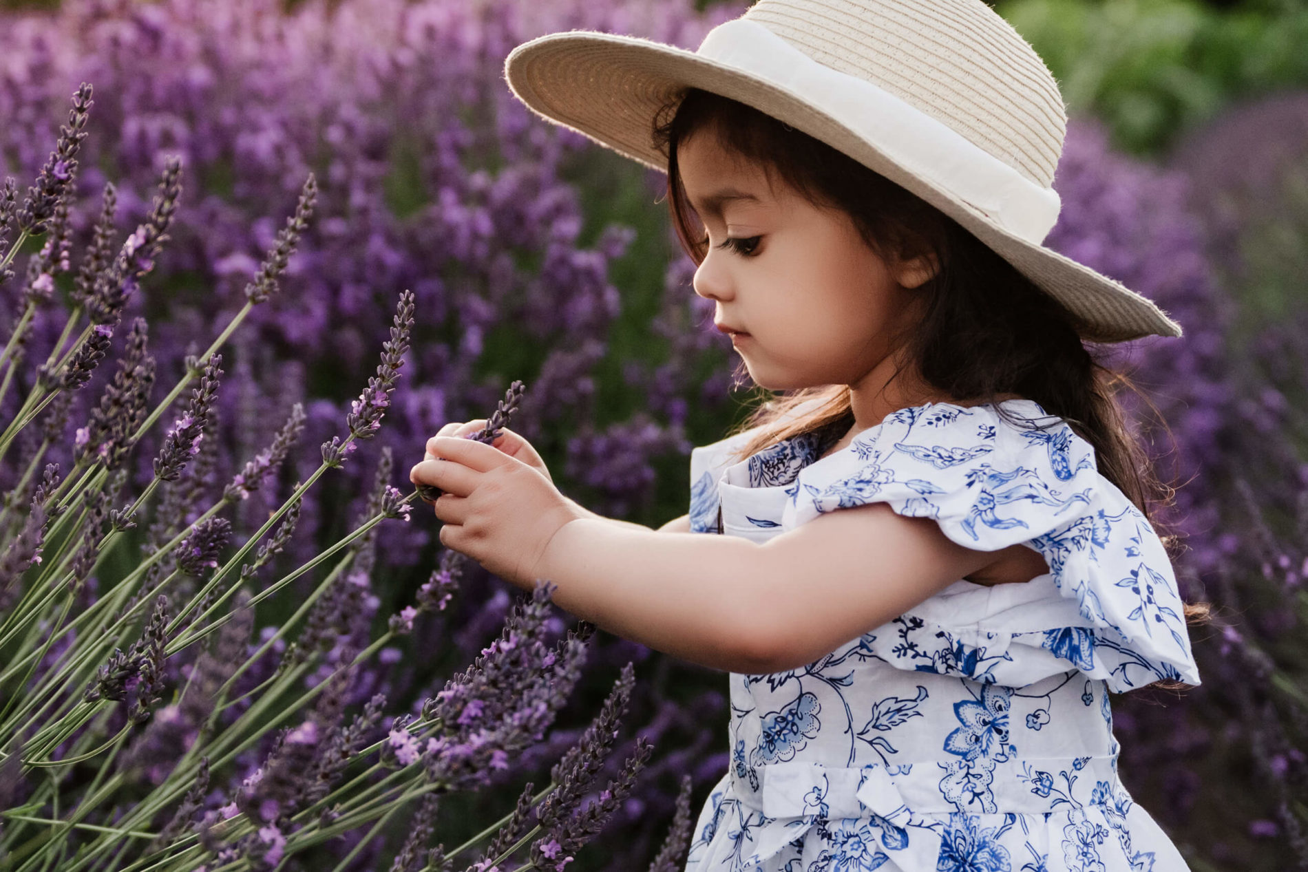 Cute little girl touching a lavender flower