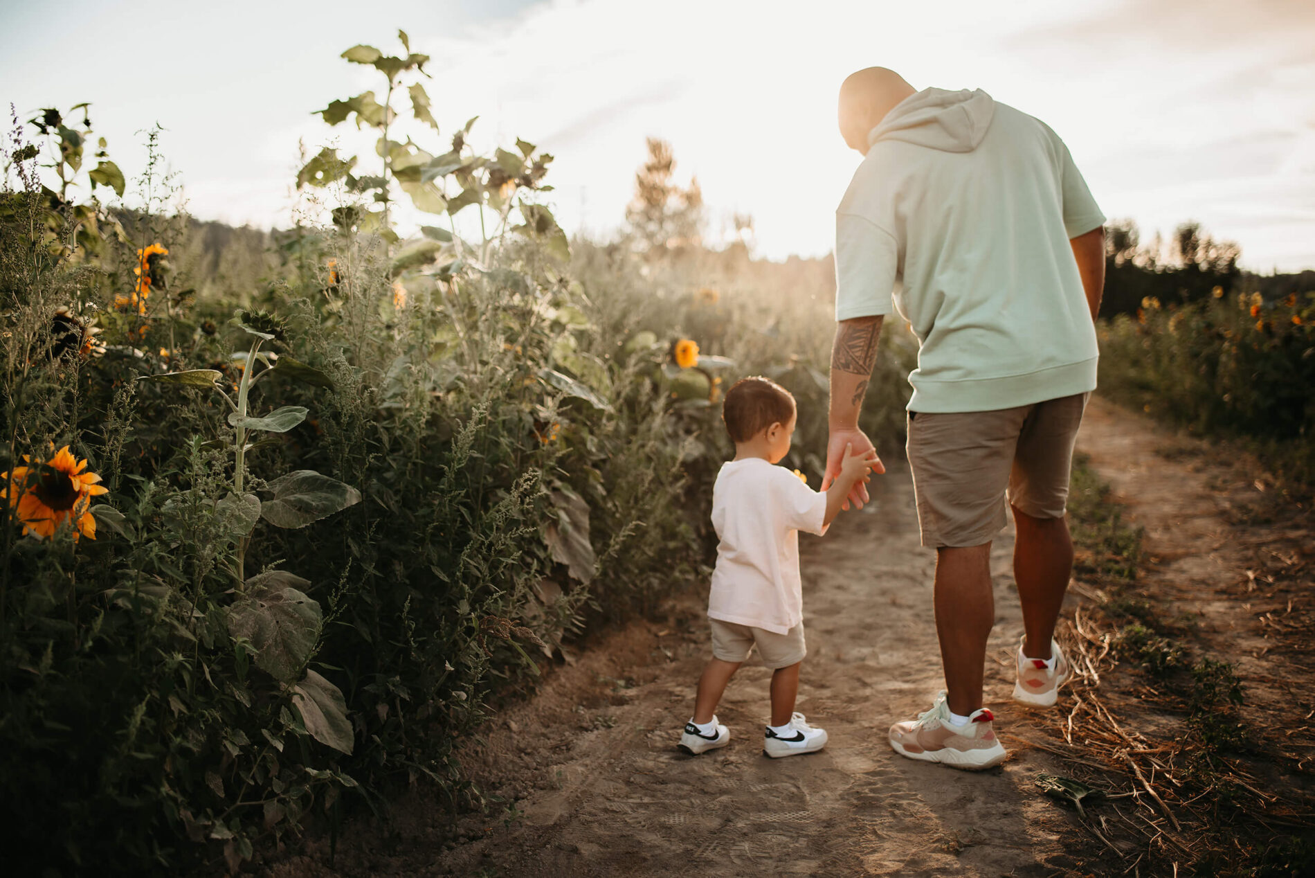 Dad leading his young son by the hand through sunflower farm