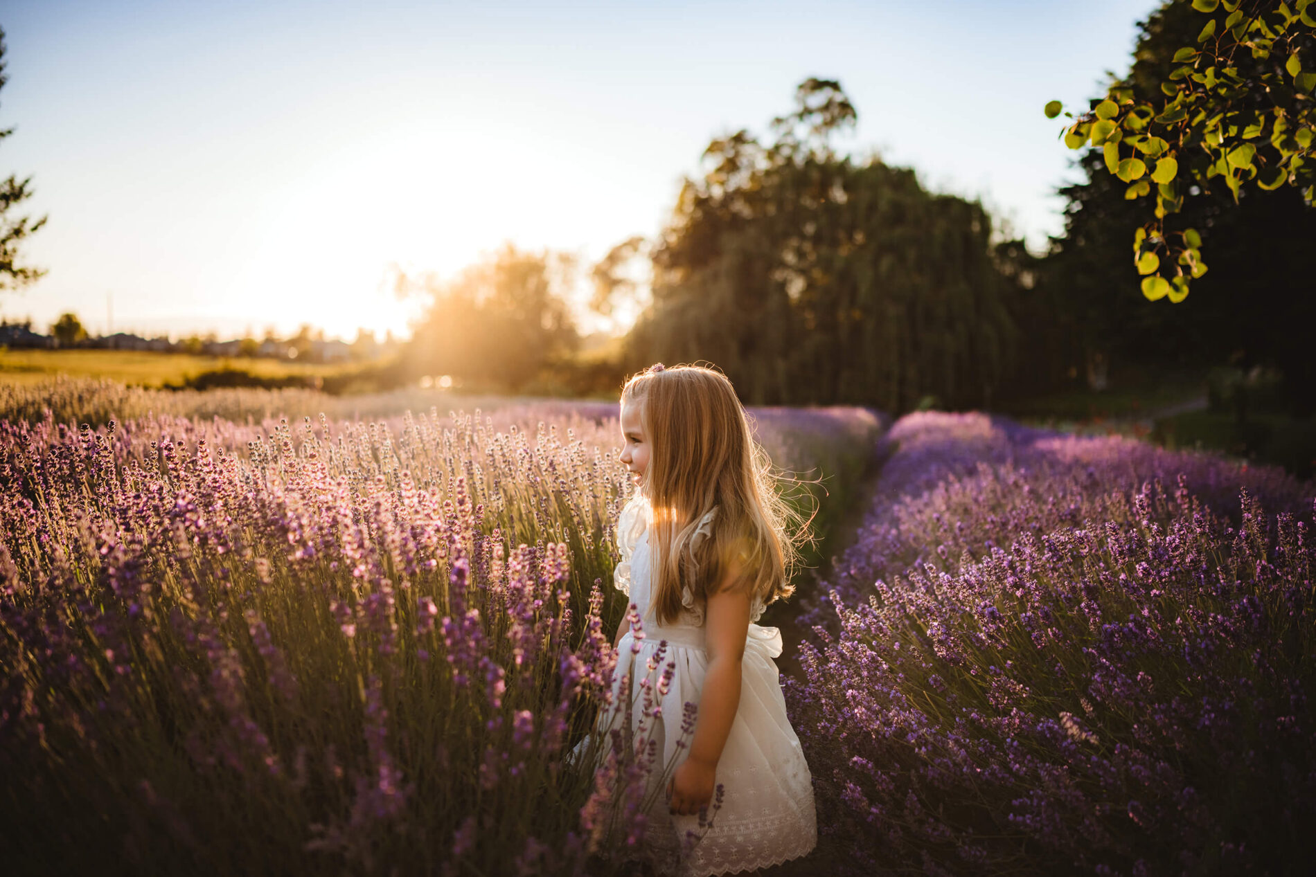 A young girl in a cute white dress smiling, standing in a lavender field