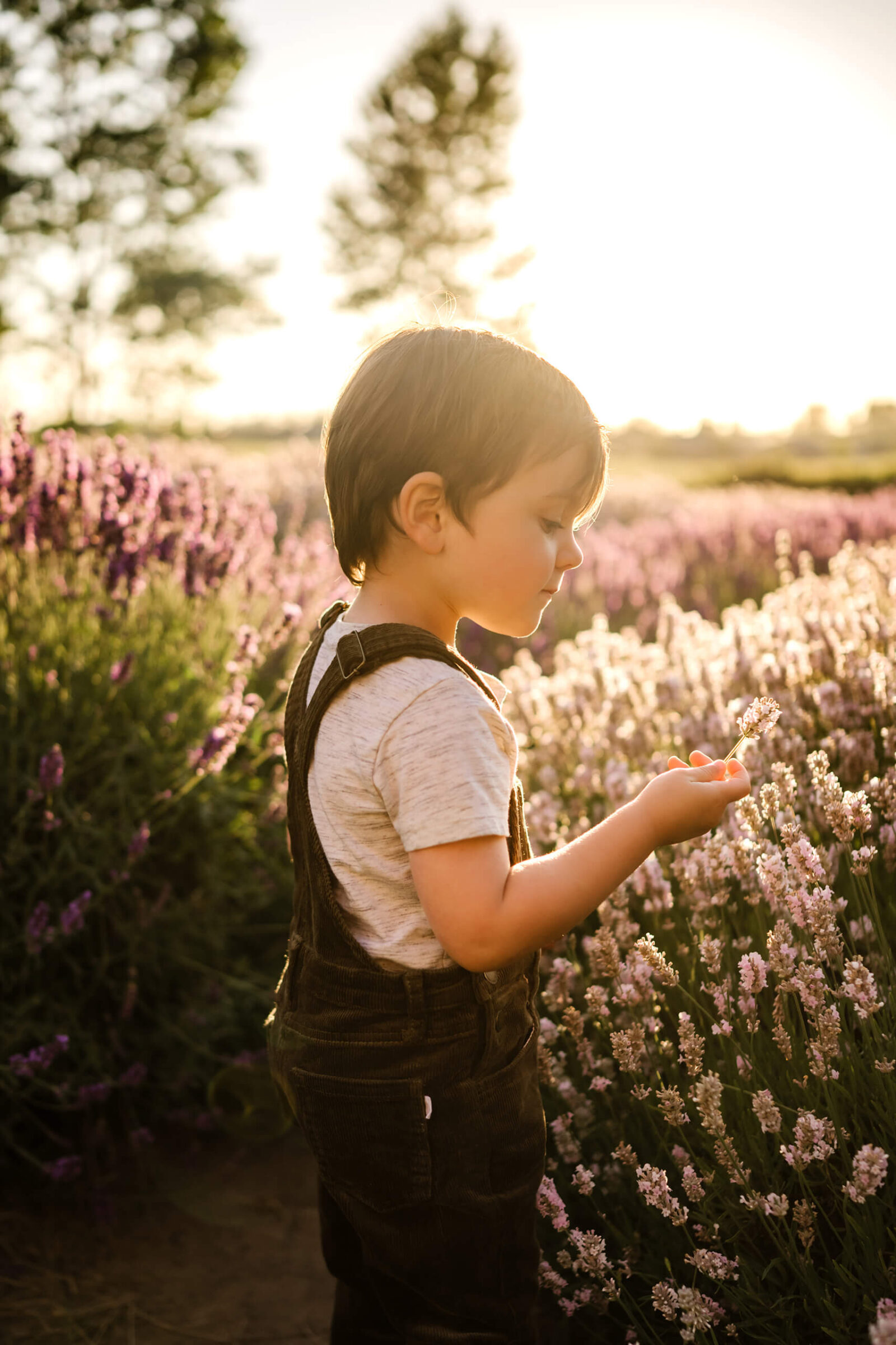 A cute boy looking at a lavender flower