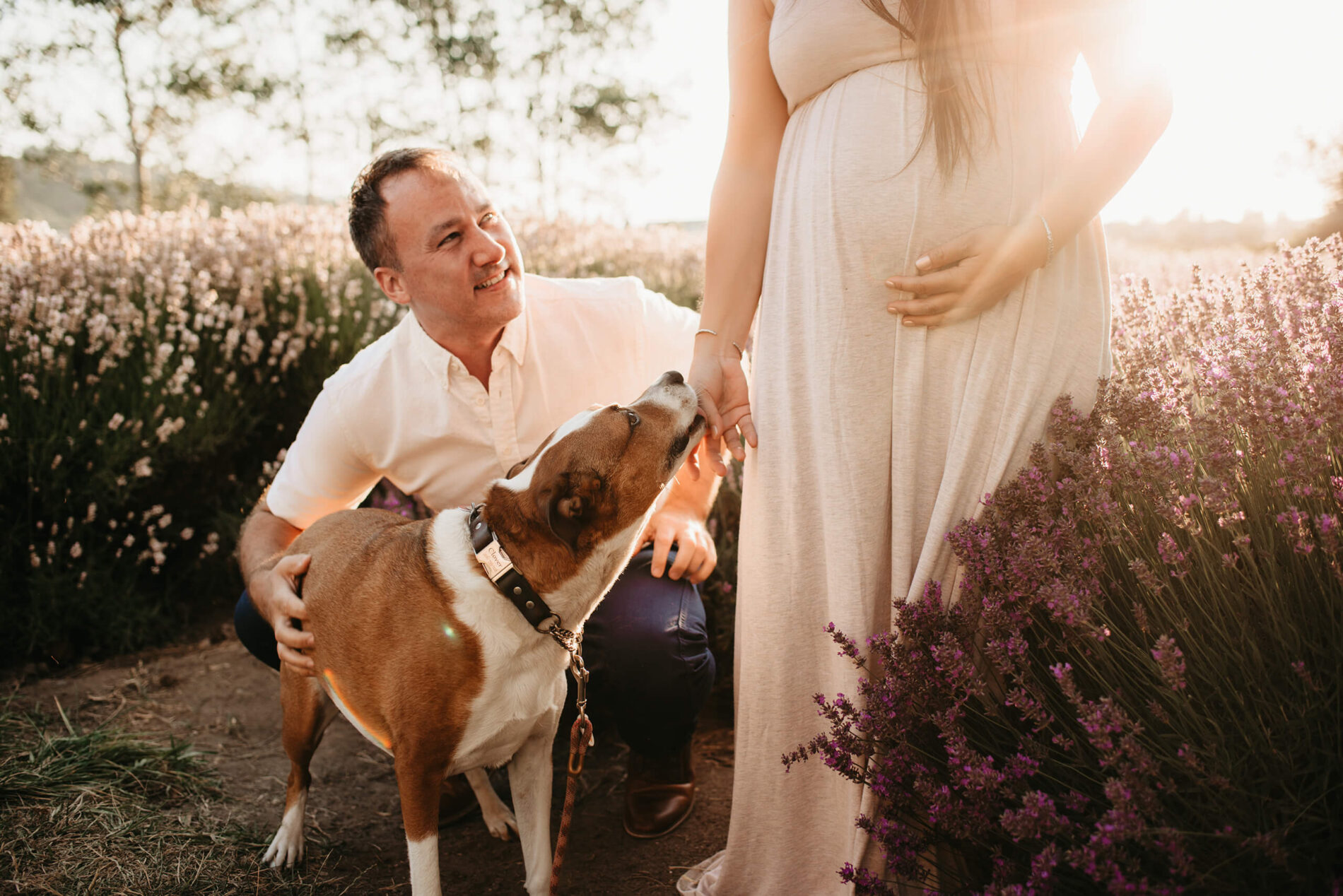 Seattle maternity photo shoot, a man kneeling by his pregnant wife, petting their dog, in a lavender field