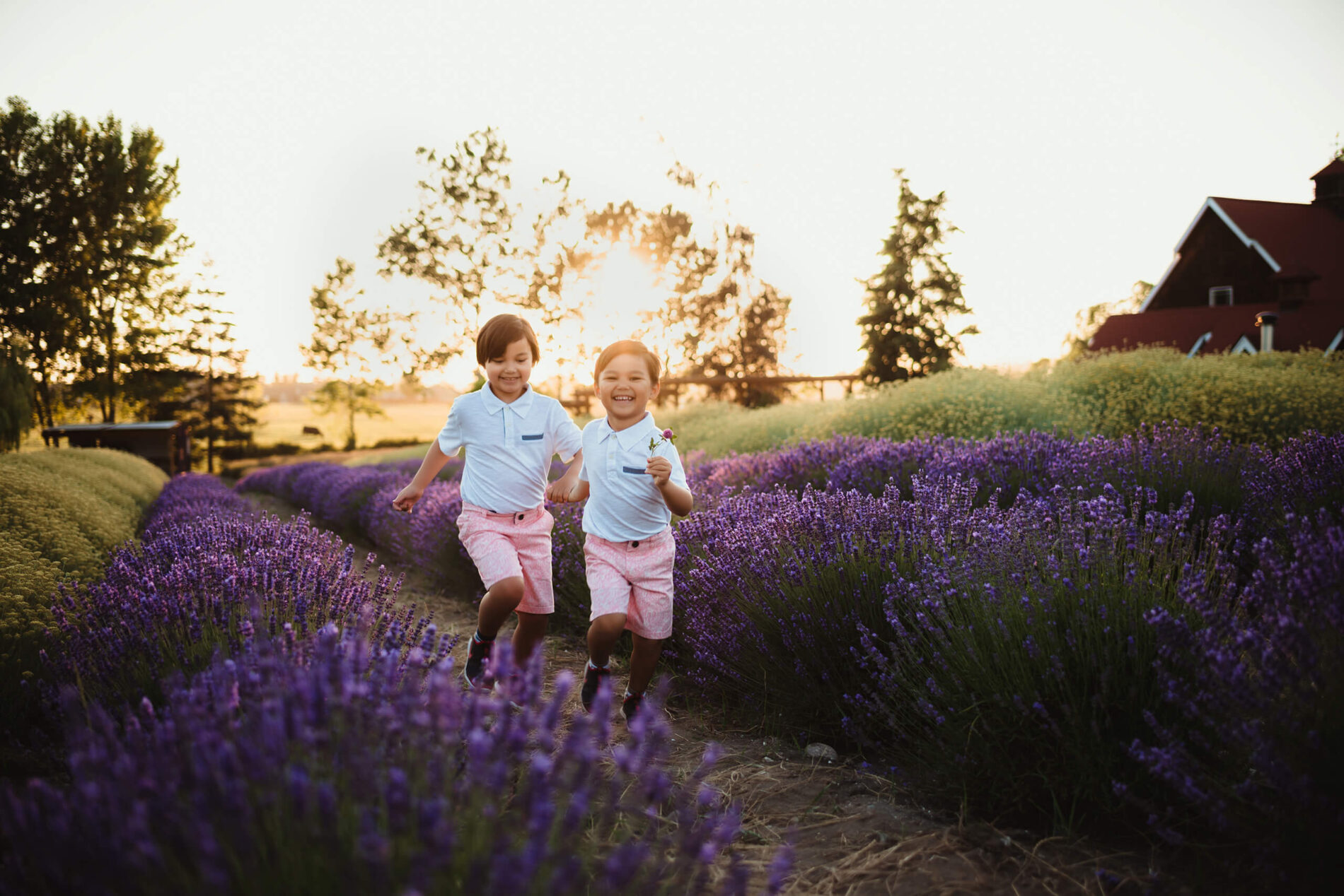 Seattle family photography, two brothers running through a stunning lavender field during sunset