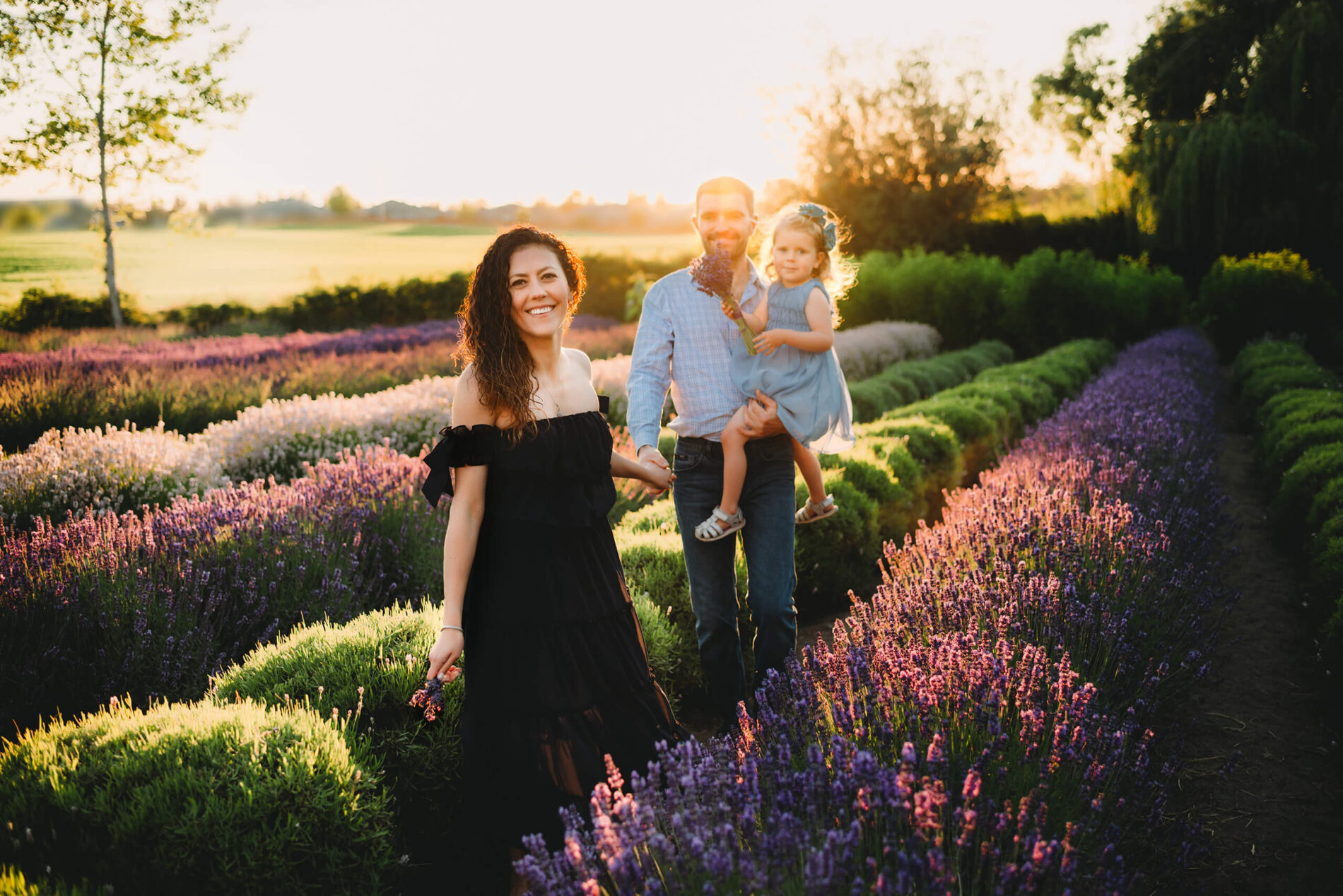 A woman walking through breathtaking lavender field holding her husbands hands, who is holding their daughter in his arms