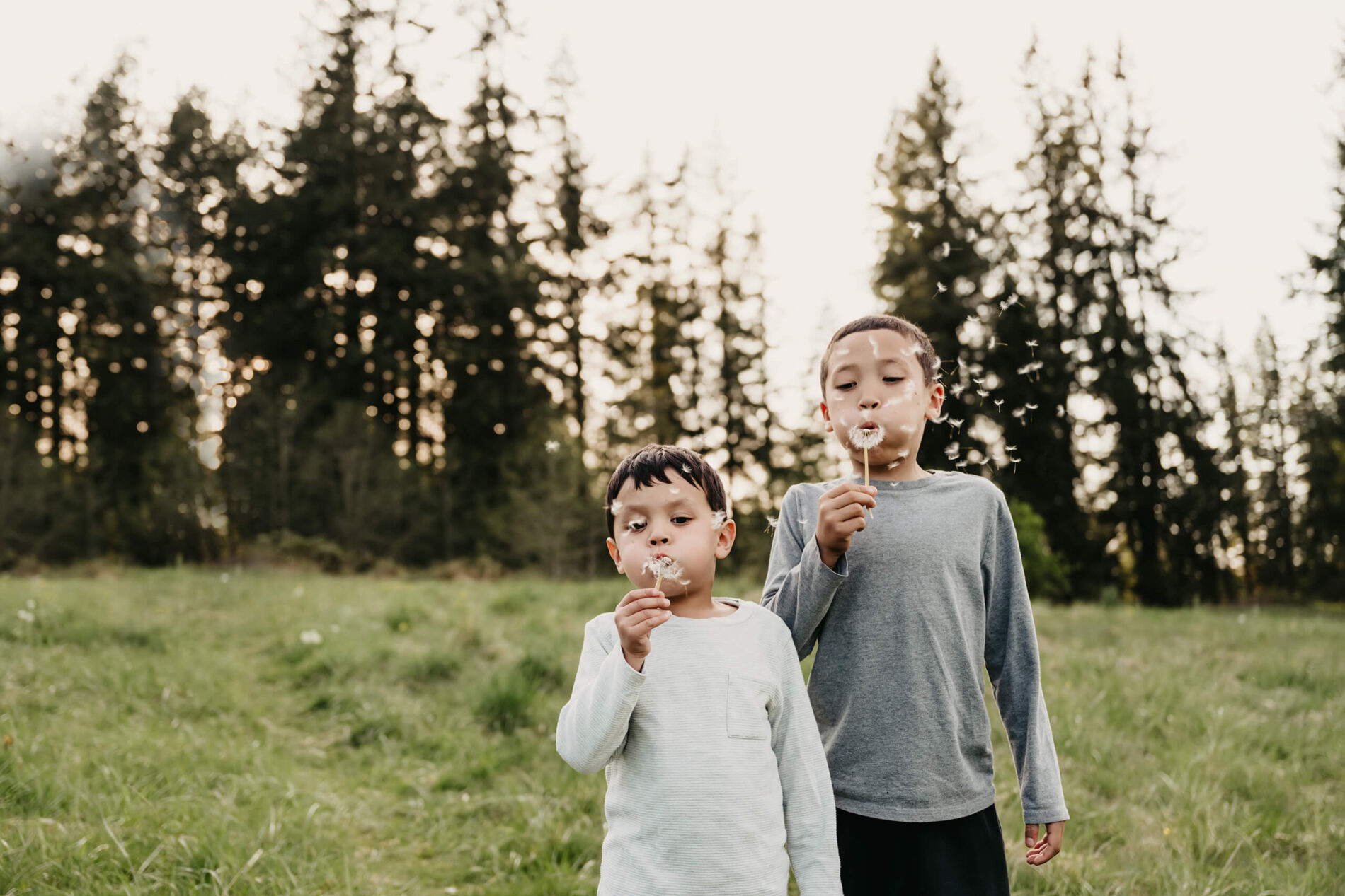 Two brothers blowing dandelions in a beautiful park in Redmond, WA