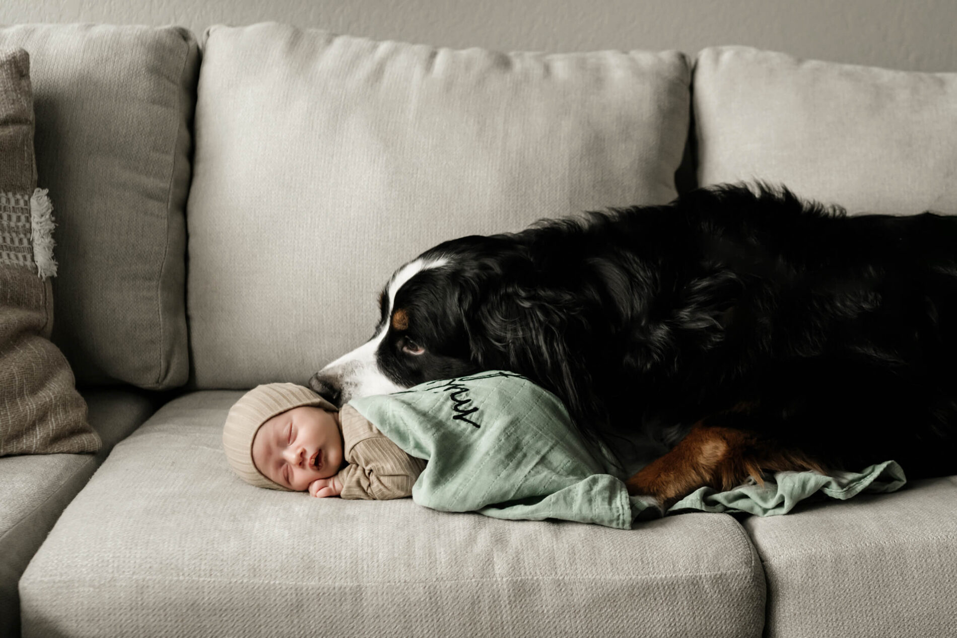 Newborn photography with dogs and pets