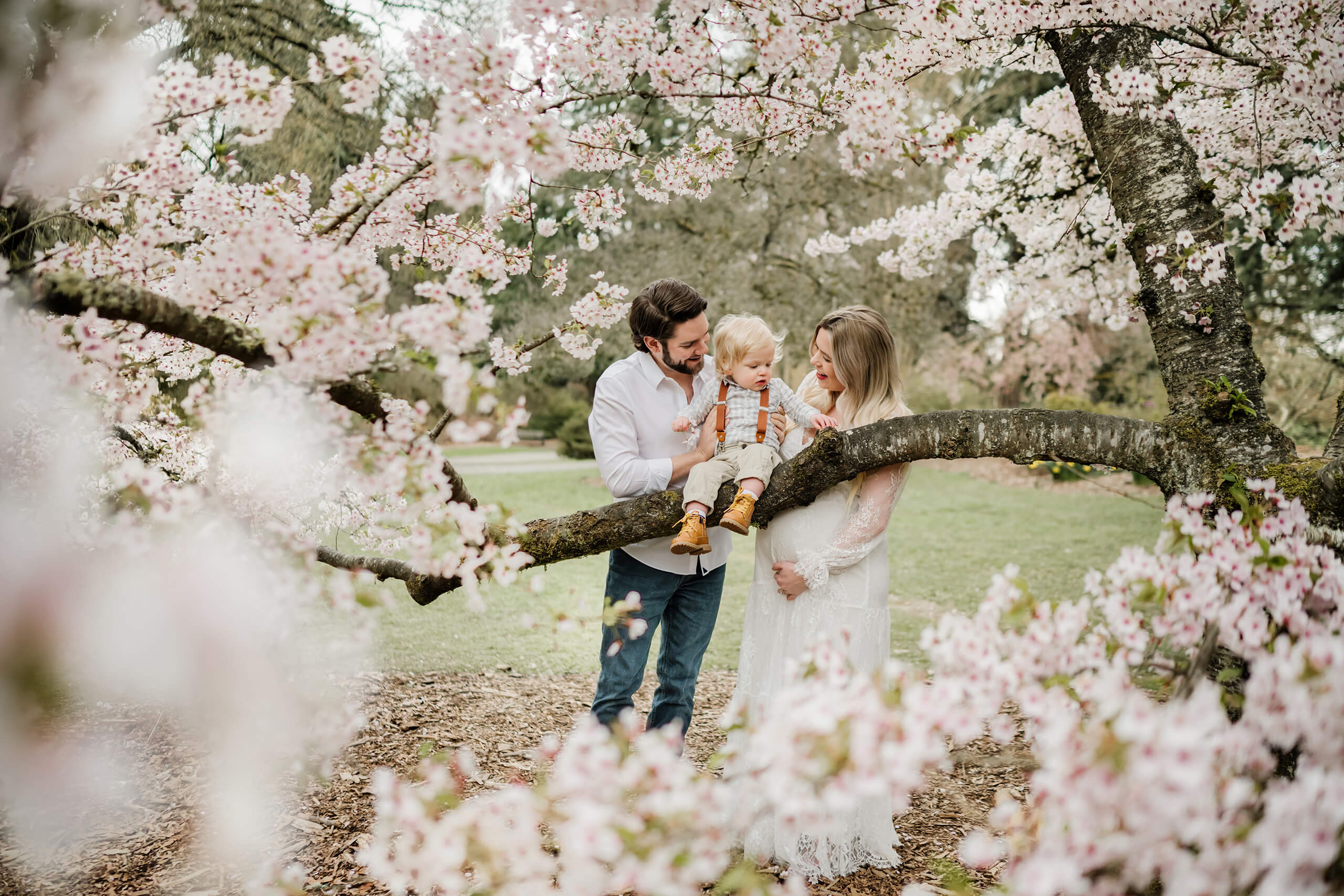 Parents stand beside their toddler sitting on a low tree branch beneath pale pink cherry blossoms, spring family maternity portrait in Seattle.