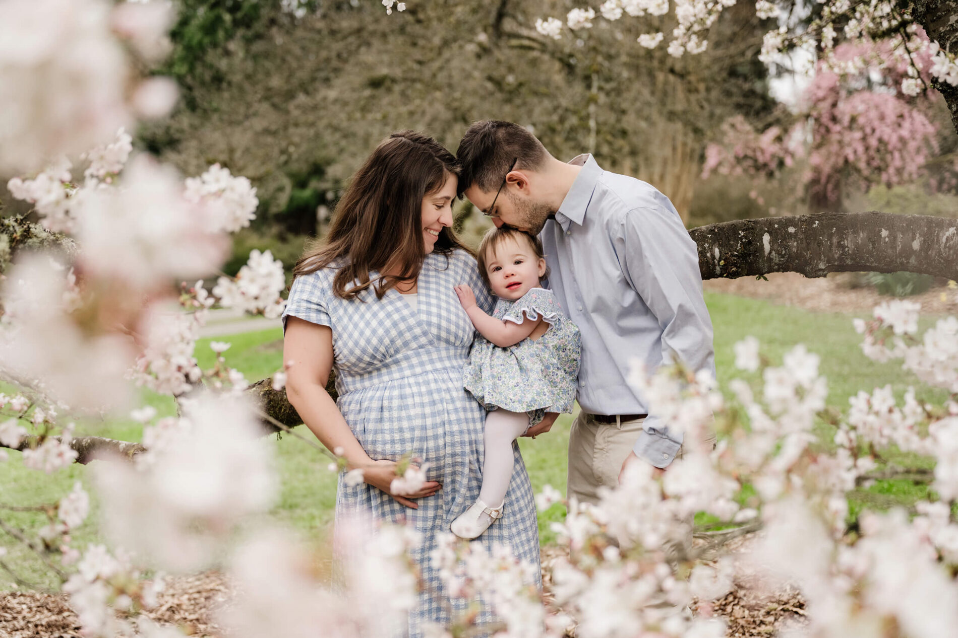 Maternity photoshoot during cherry blossom season in WA Park Arboretum. Pregnant mom holding her toddler, with dad gently kissing the toddler