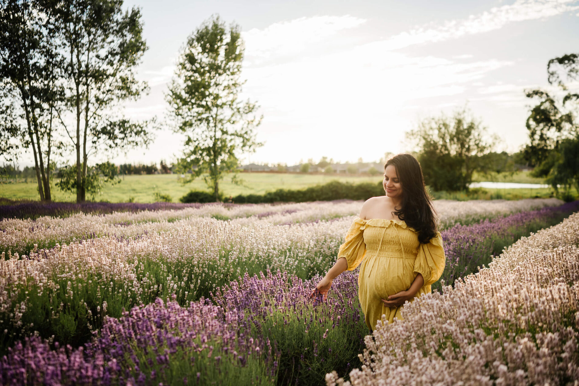 Seattle area maternity session at a lavender farm during golden hour