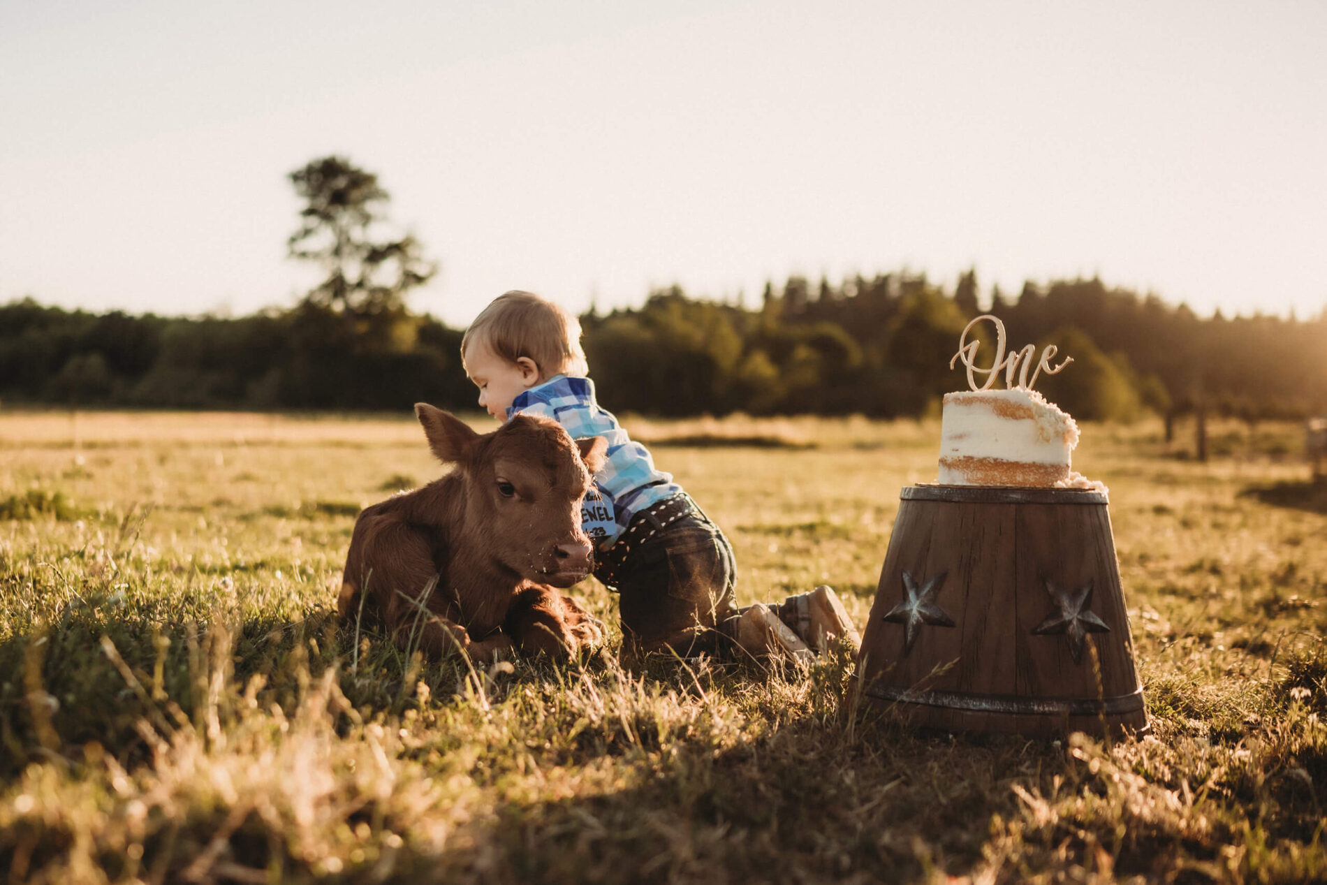 Unique cake smash photography in a field during sunset