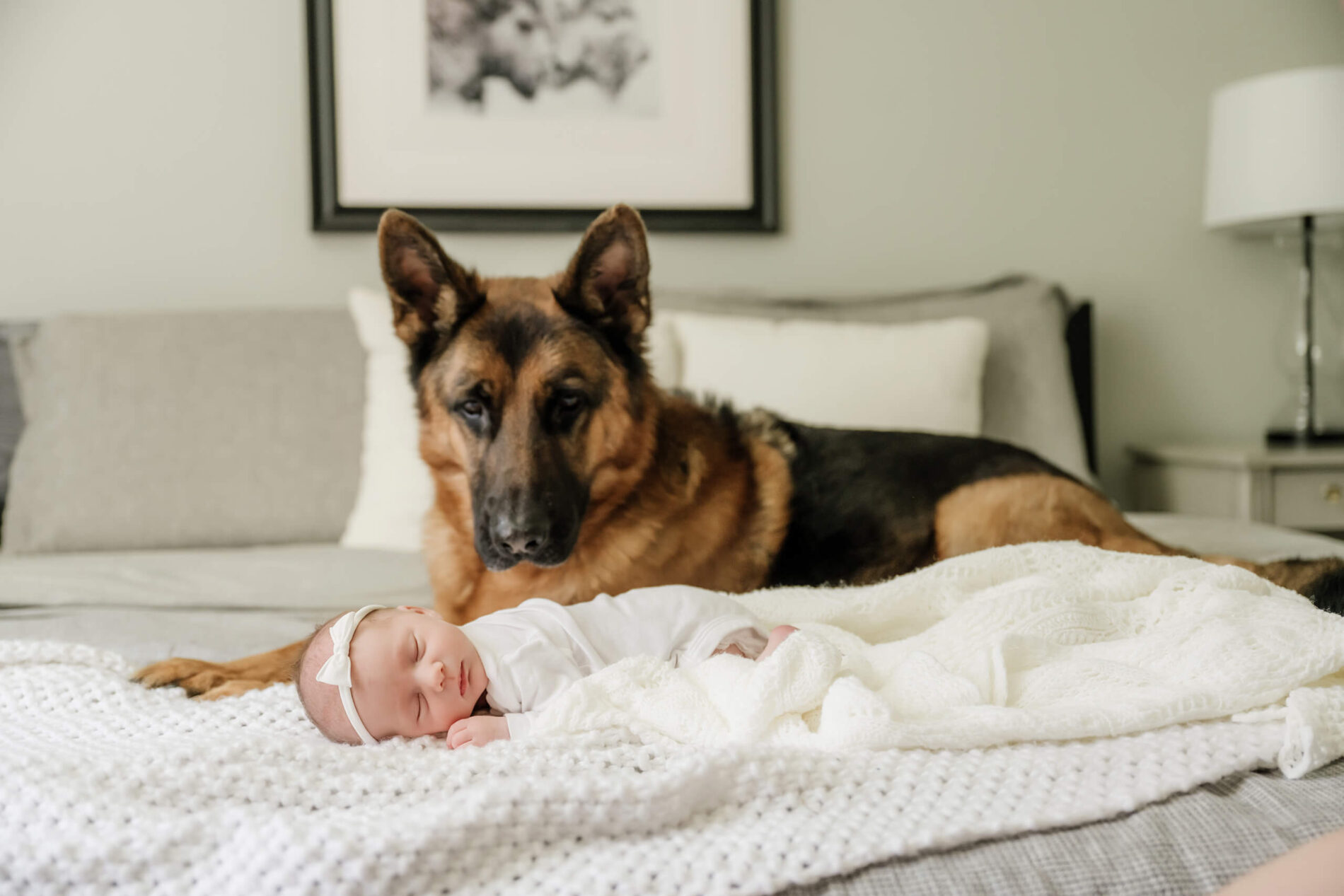 In home newborn portrait with dog