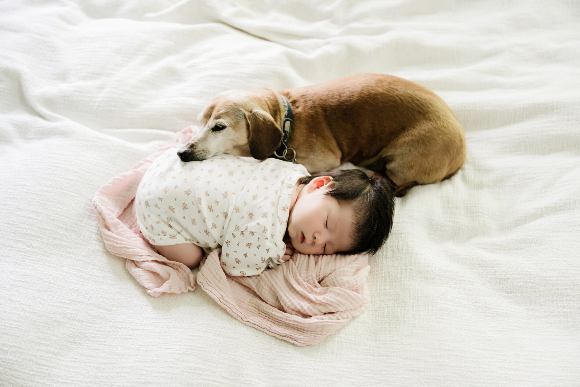 Dog cuddled with newborn baby during in-home photoshoot