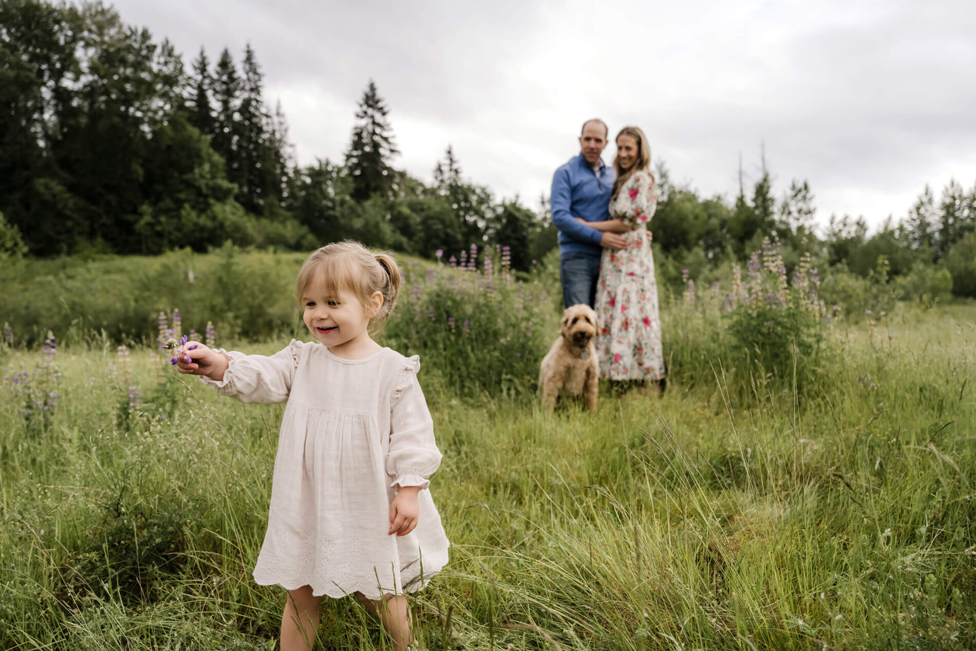 Fun family photoshoot in a lupine field in Seattle area