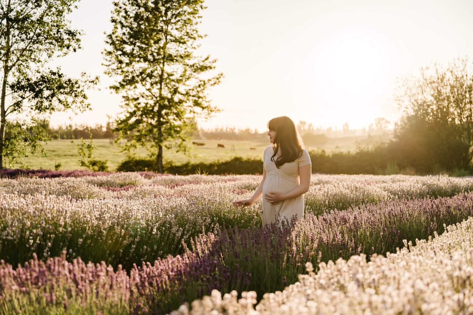 Pregnant woman in flowing dress walking through purple lavender rows at golden-hour sunset, soft light on her hair.