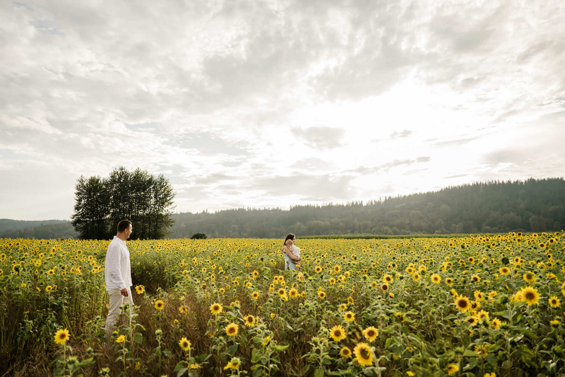 Wide view of a sunflower meadow under an evening sky; a father in white walks toward a mother cuddling their baby in the distance.