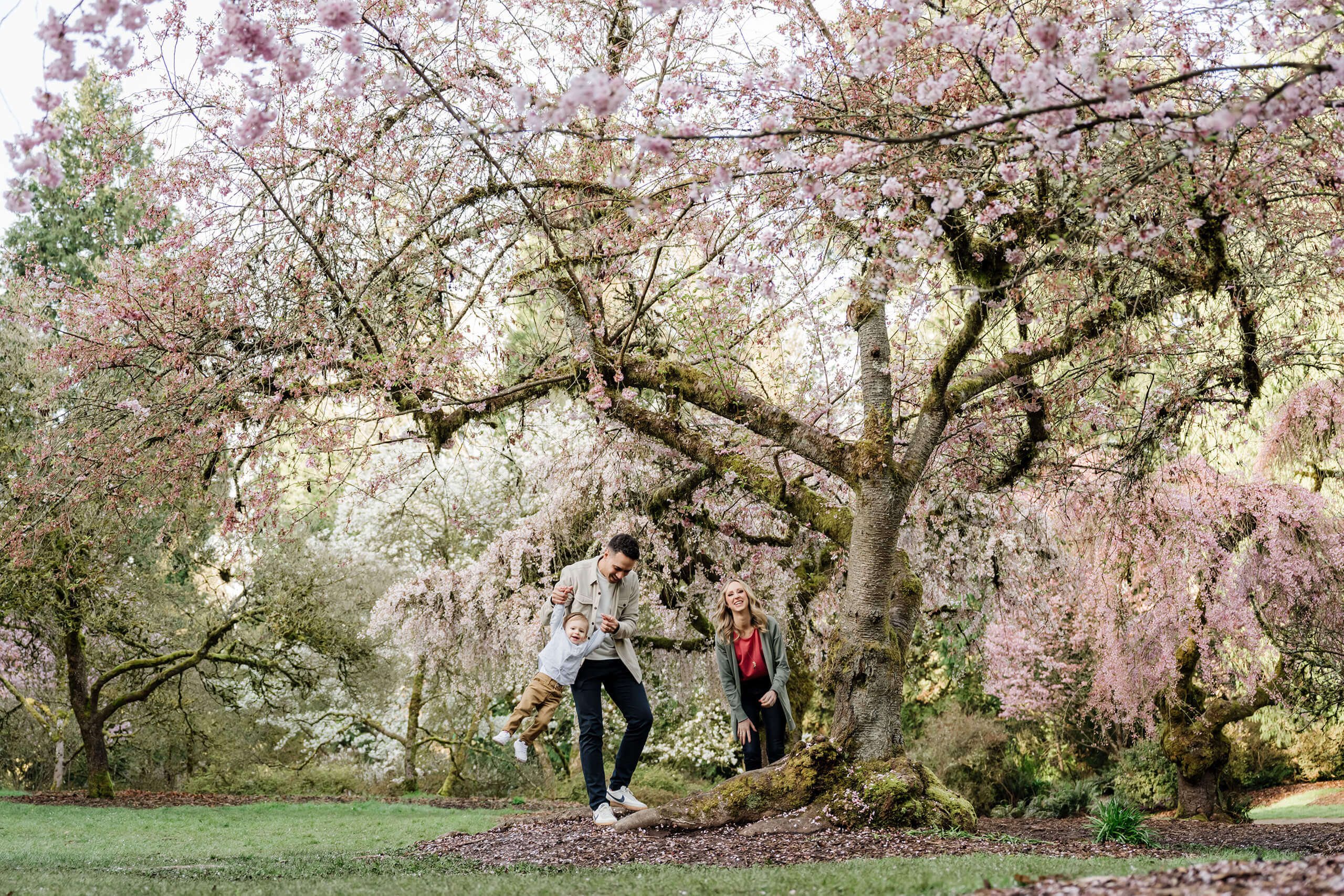Family plays under a large cherry blossom tree in a Seattle park, wide spring portrait with blooms overhead.