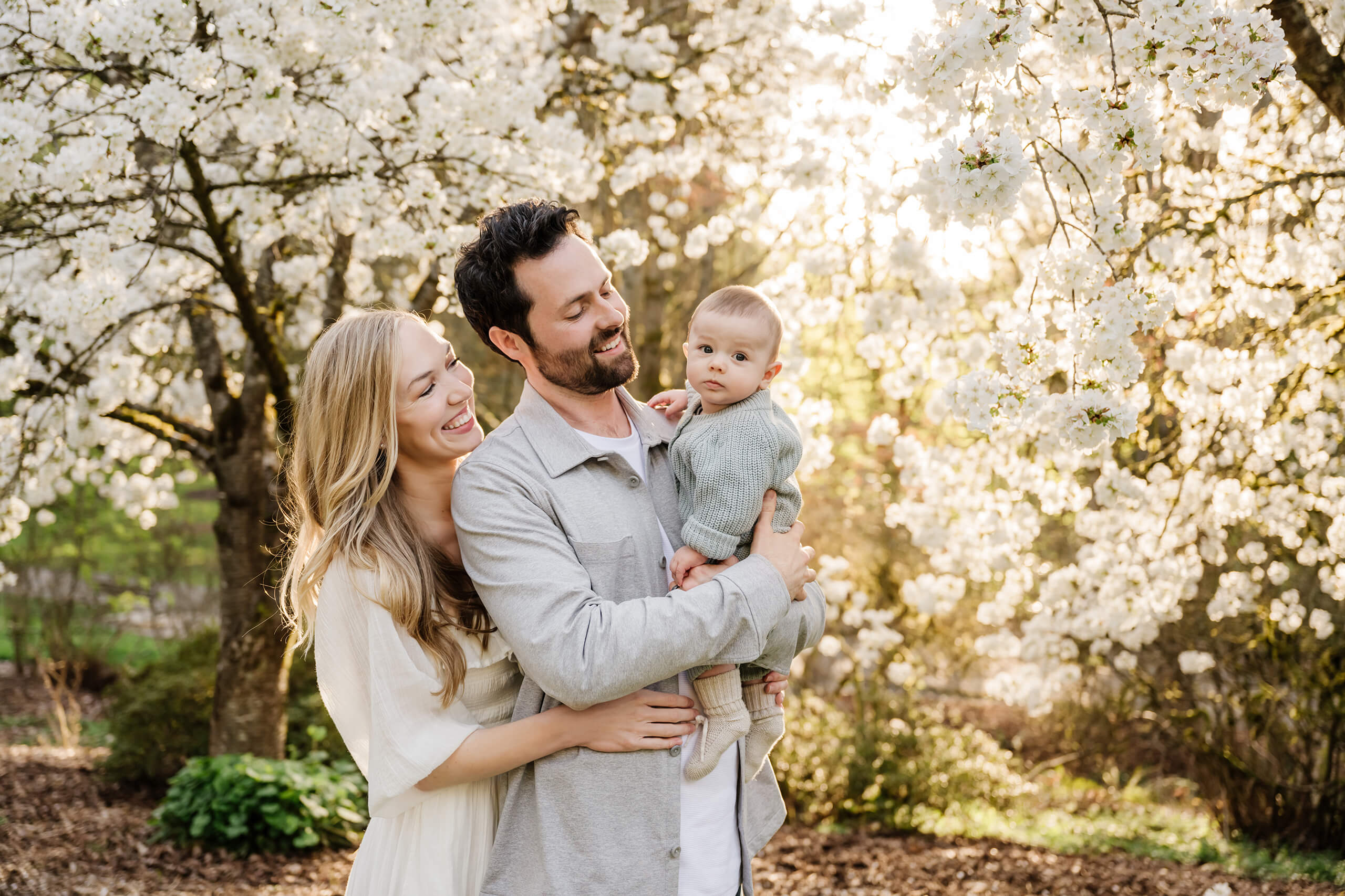 Parents hold their baby among white cherry blossoms with warm evening light, Seattle spring family portrait.