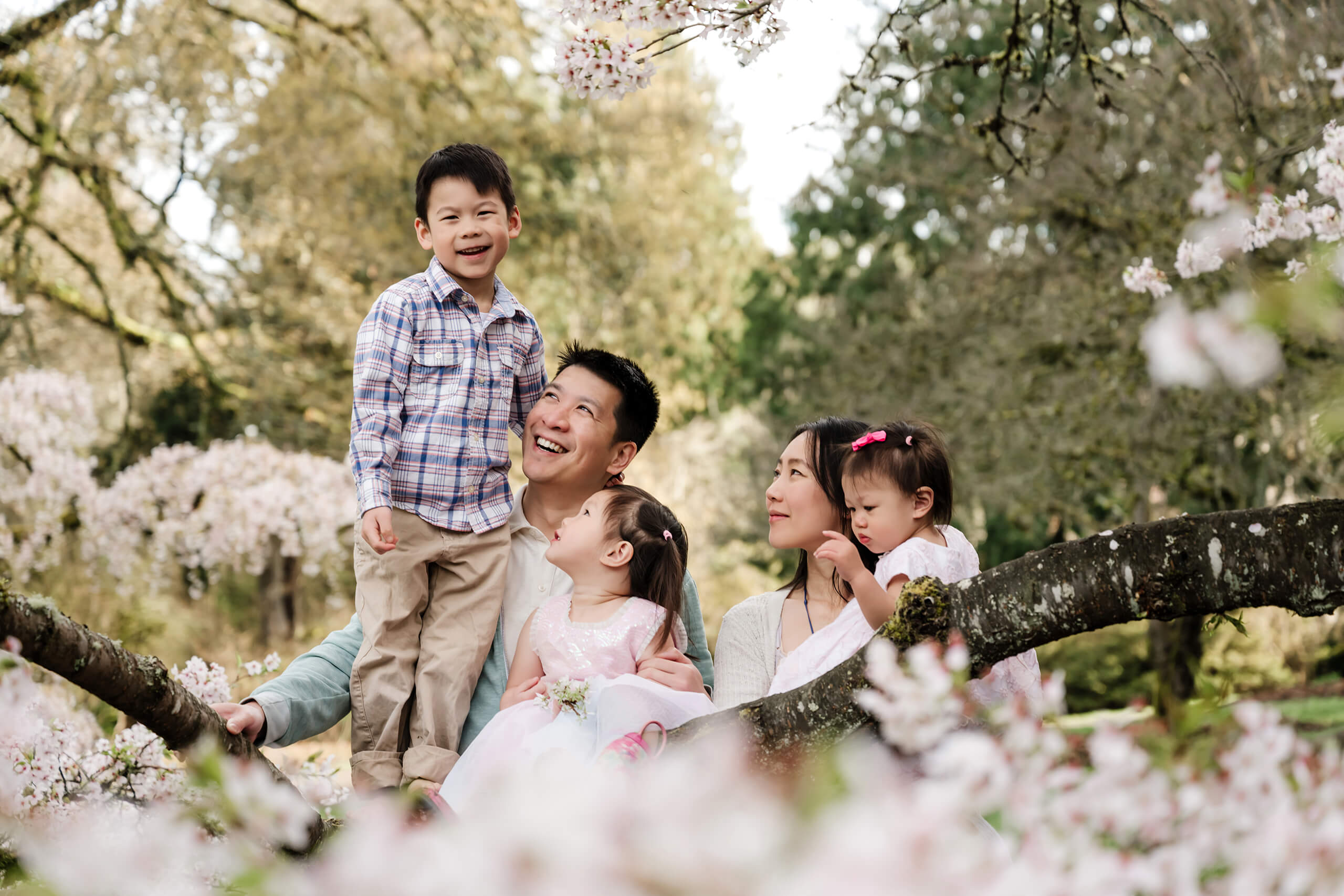 Family of five sits on a low tree branch under pale pink cherry blossoms, with the oldest child standing and smiling in a Seattle spring session.