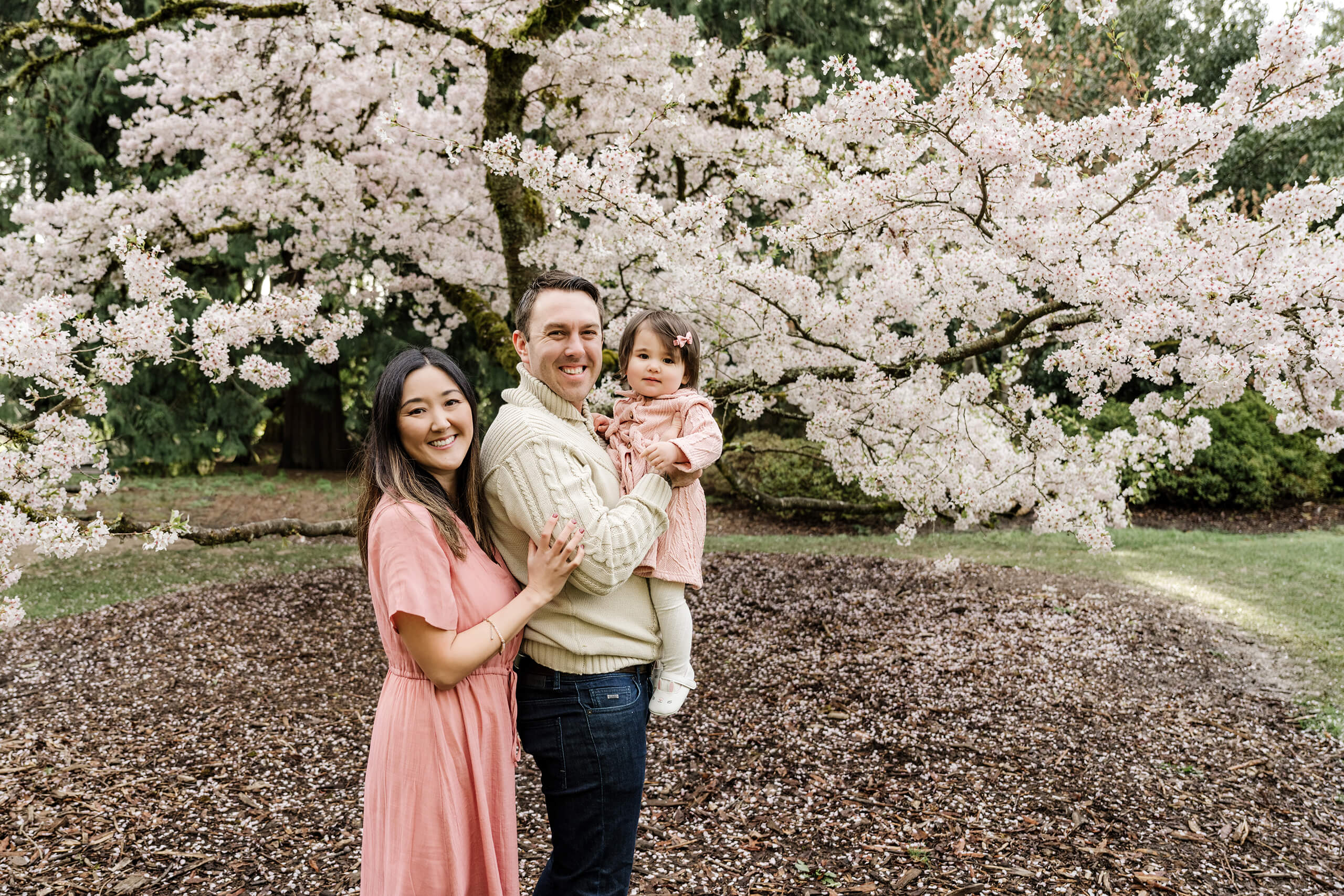 Parents hold their toddler in front of a large cherry blossom tree, Seattle spring family portrait with full blooms.