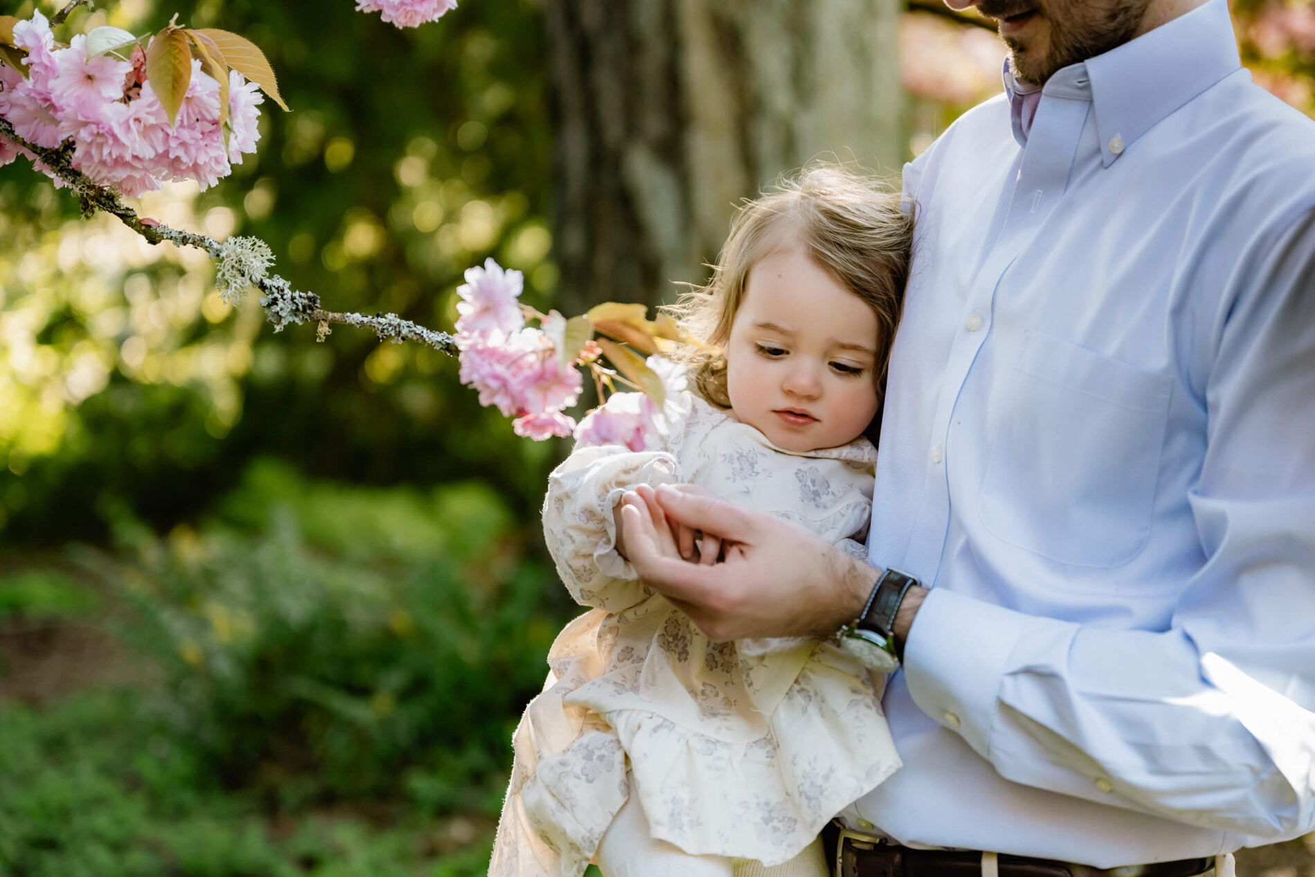 Father holding toddler girl near cherry blossom branch at a Seattle spring family photo session