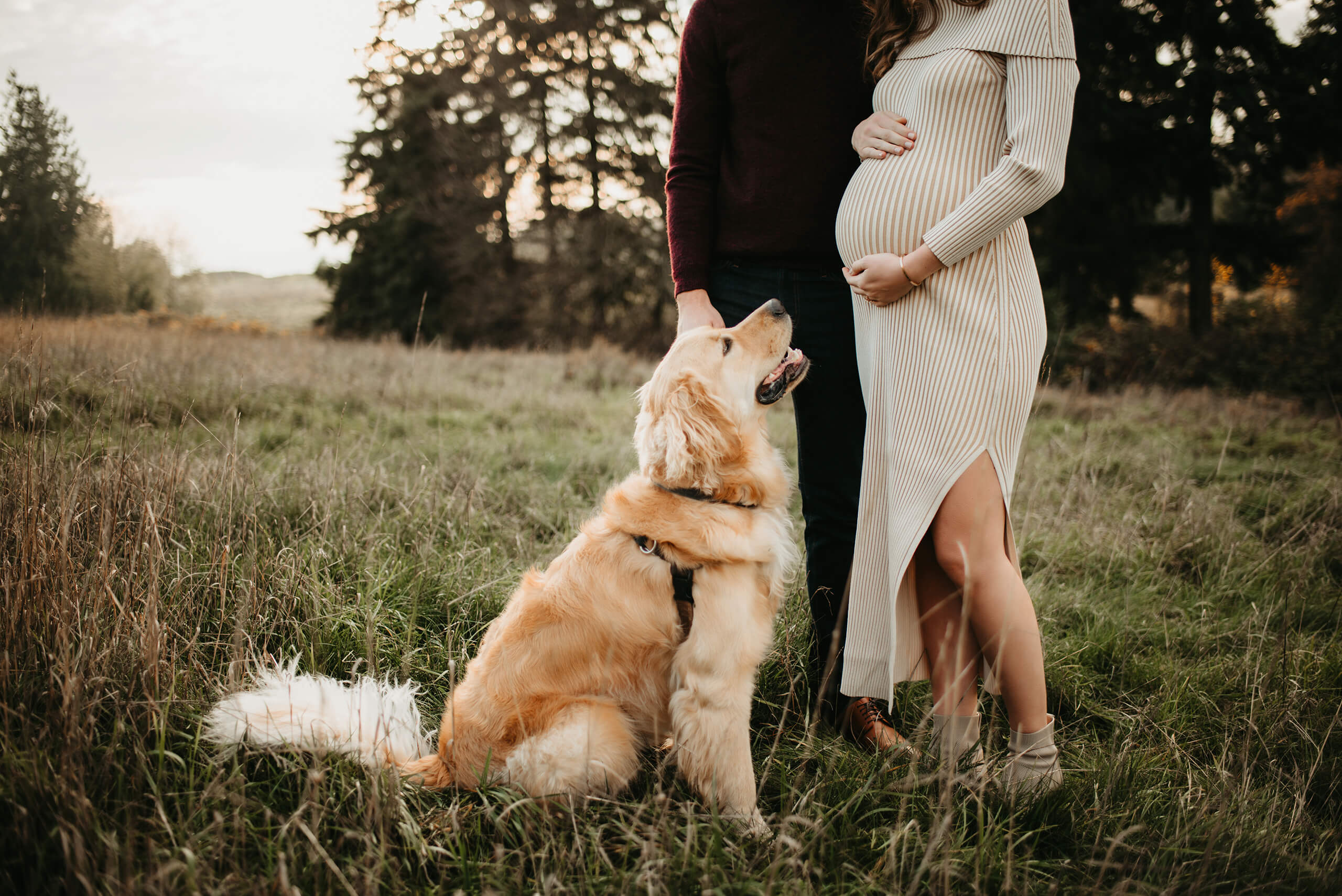 Expecting parents including their golden retriever during a relaxed outdoor maternity session in a grassy field in Seattle.