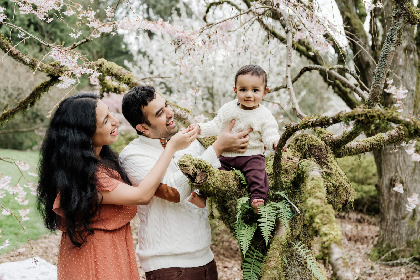 Parents helping their toddler sit in a mossy tree beneath spring blossoms during a Bellevue family photo session.