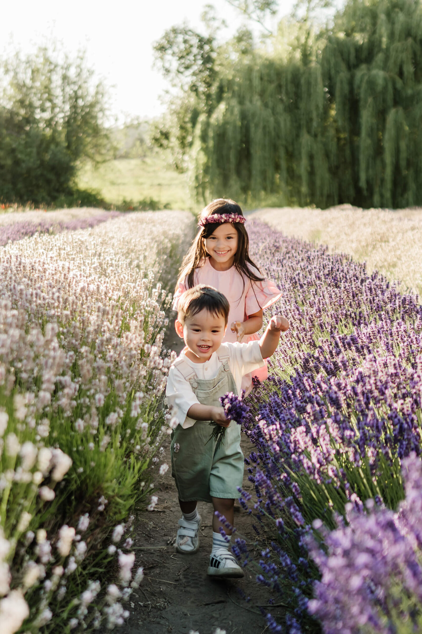 Two children walking between lavender rows during a warm evening family session at a lavender farm.