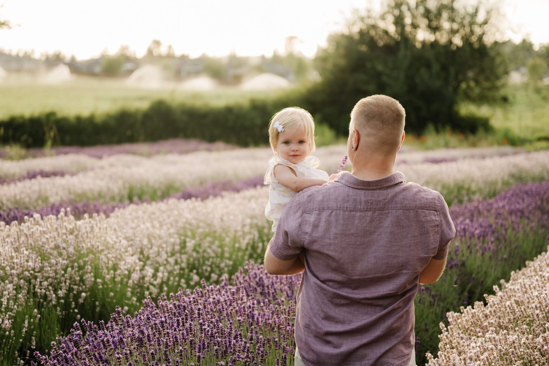 Dad holding his young daughter while walking through soft lavender rows at the farm.