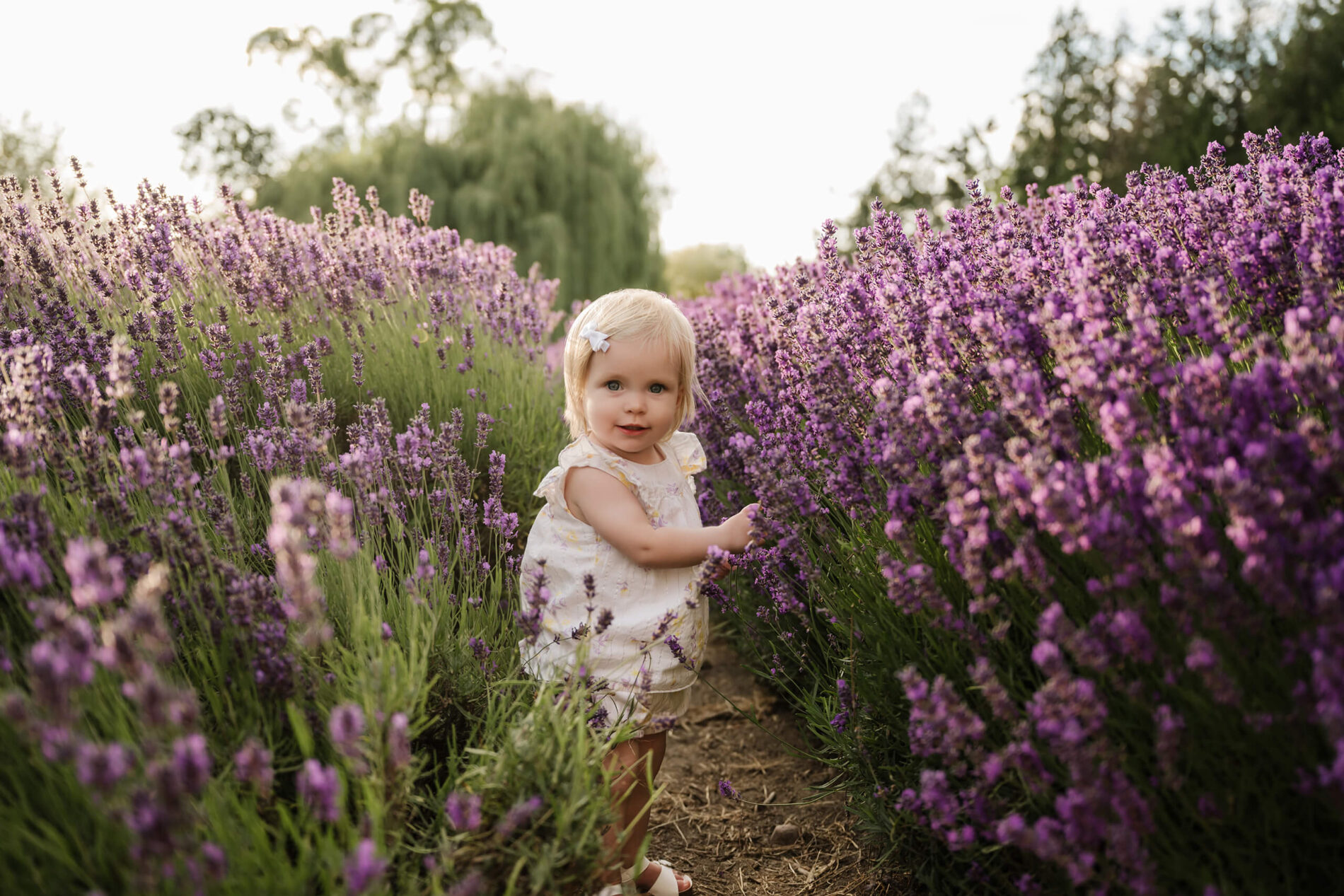 Toddler standing between purple lavender rows during a summer family photo session.