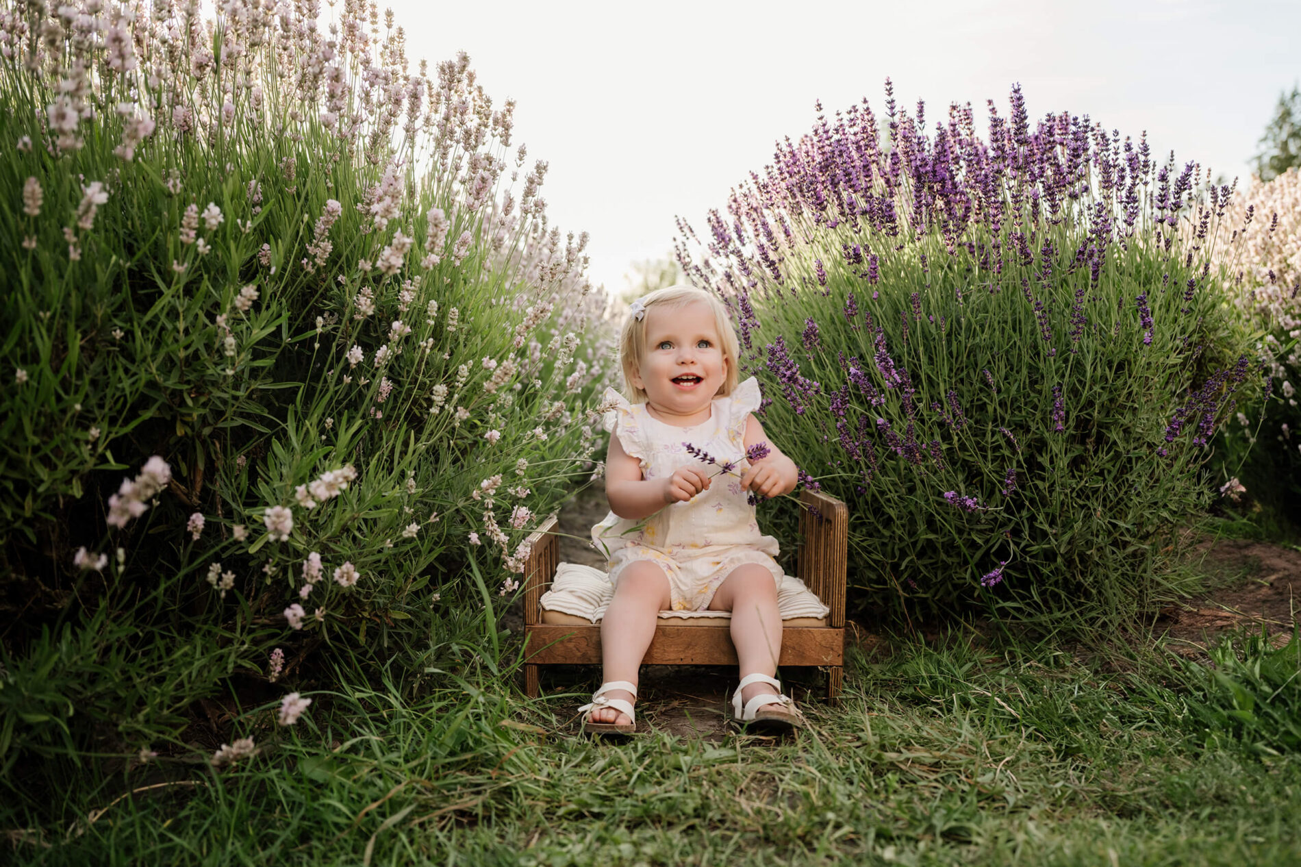 Toddler sitting on a small wooden bench between pale and purple lavender blooms.