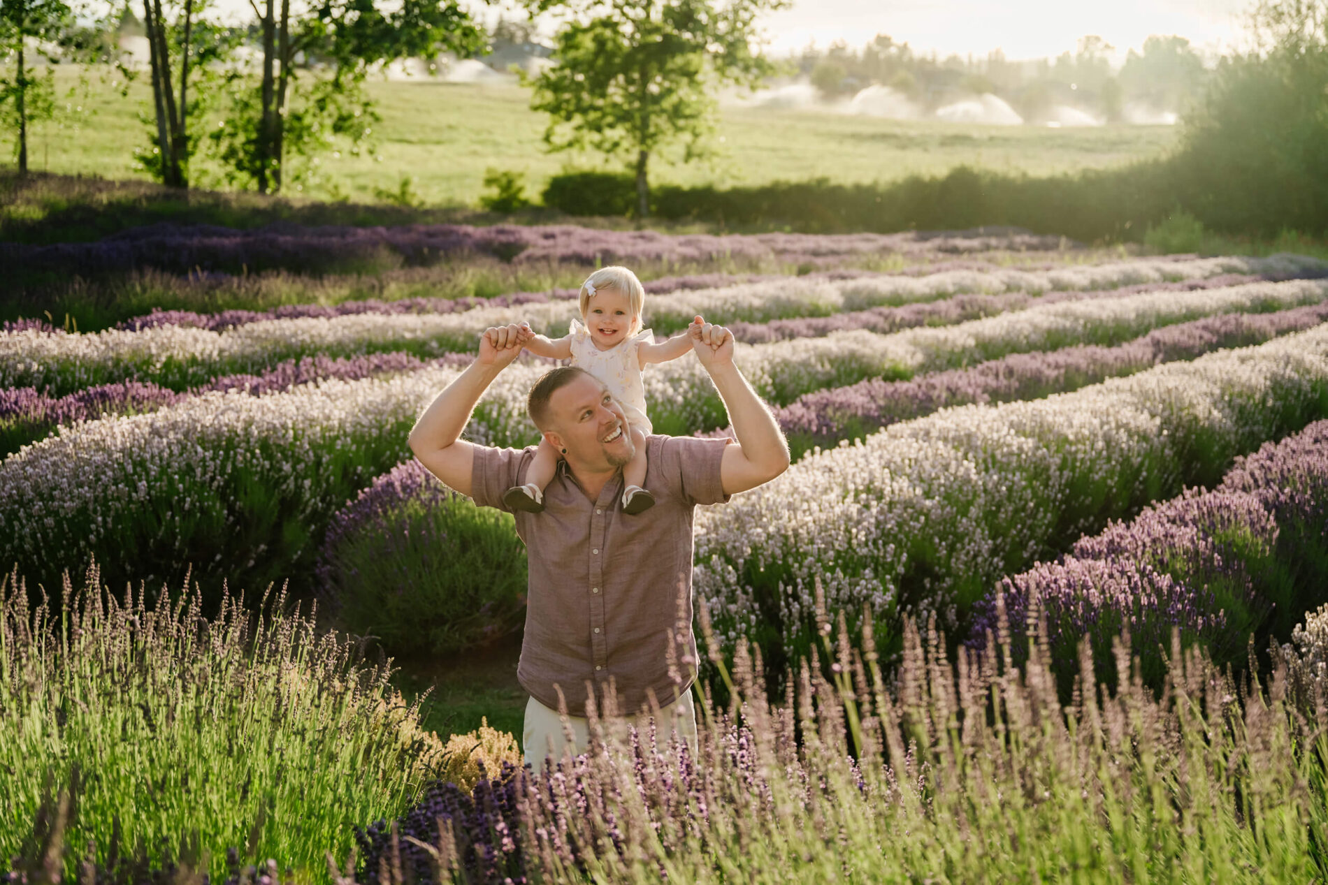 Dad carrying his daughter on his shoulders in the lavender field while the sun sets behind them.