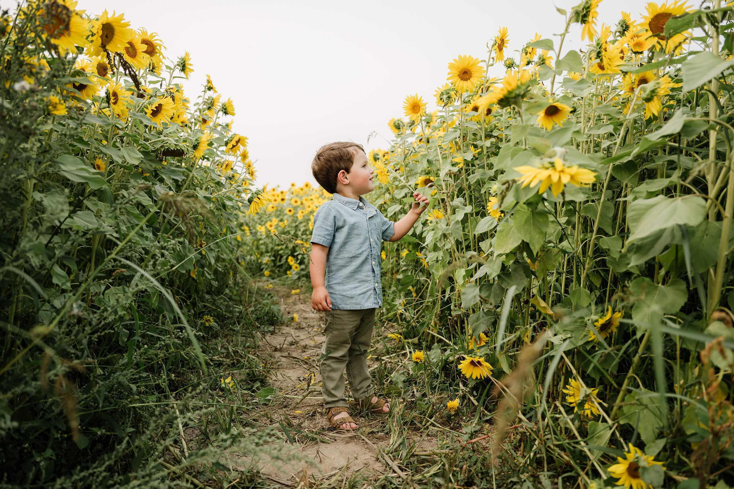 Young boy exploring a path between tall sunflowers during a family photo session near Seattle.