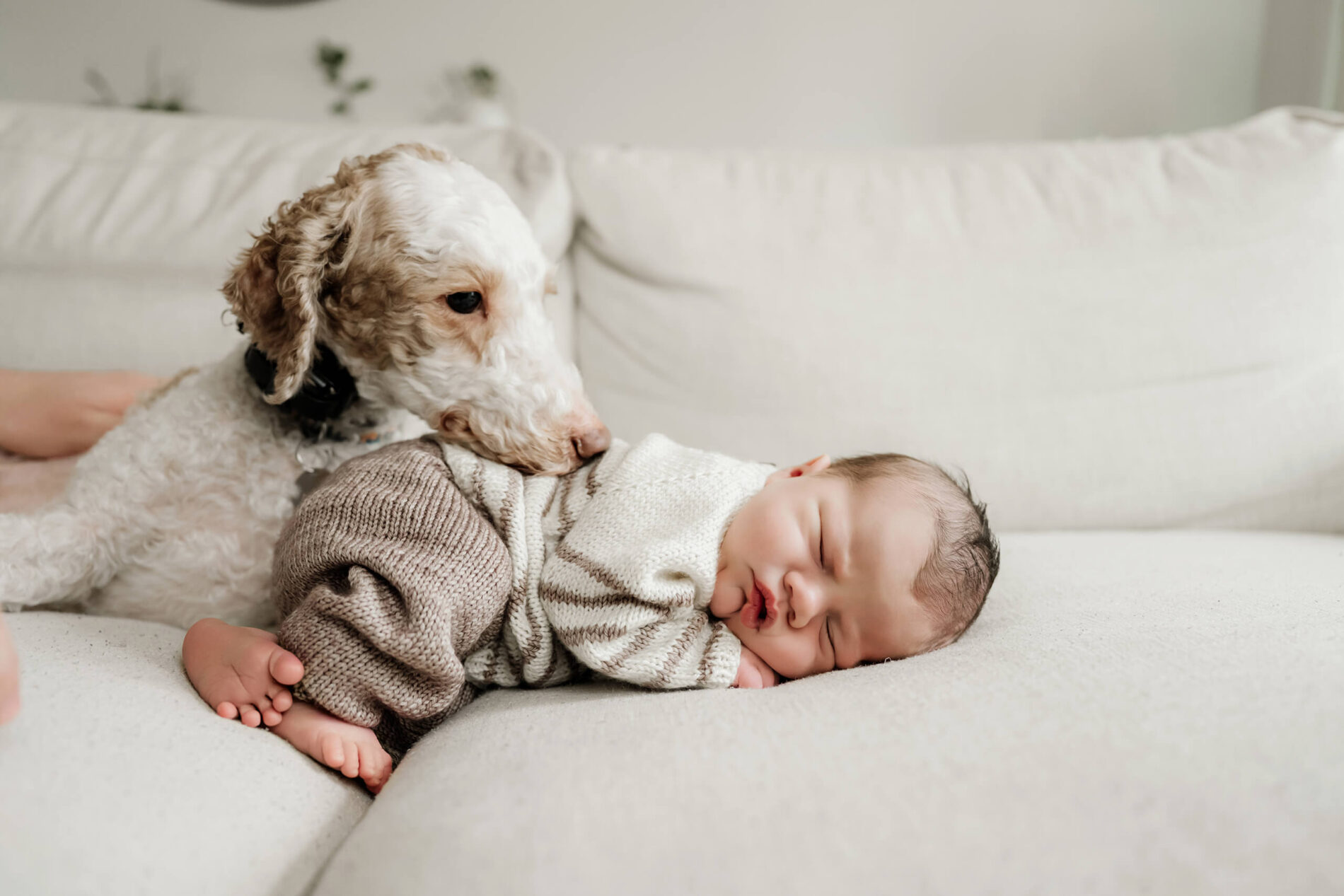 Family dog gently nuzzles a sleeping newborn baby curled on a white sofa at home.