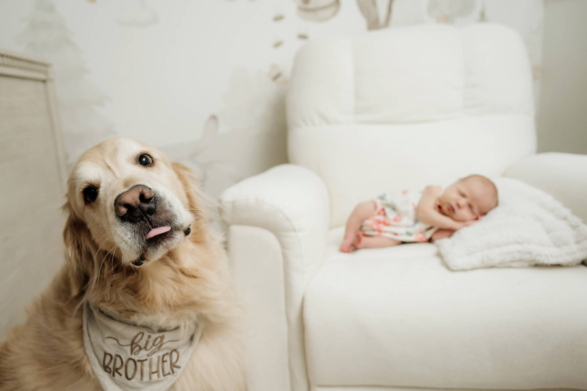Golden retriever wearing a big brother bandana sits beside the newborn baby resting on a nursery chair.