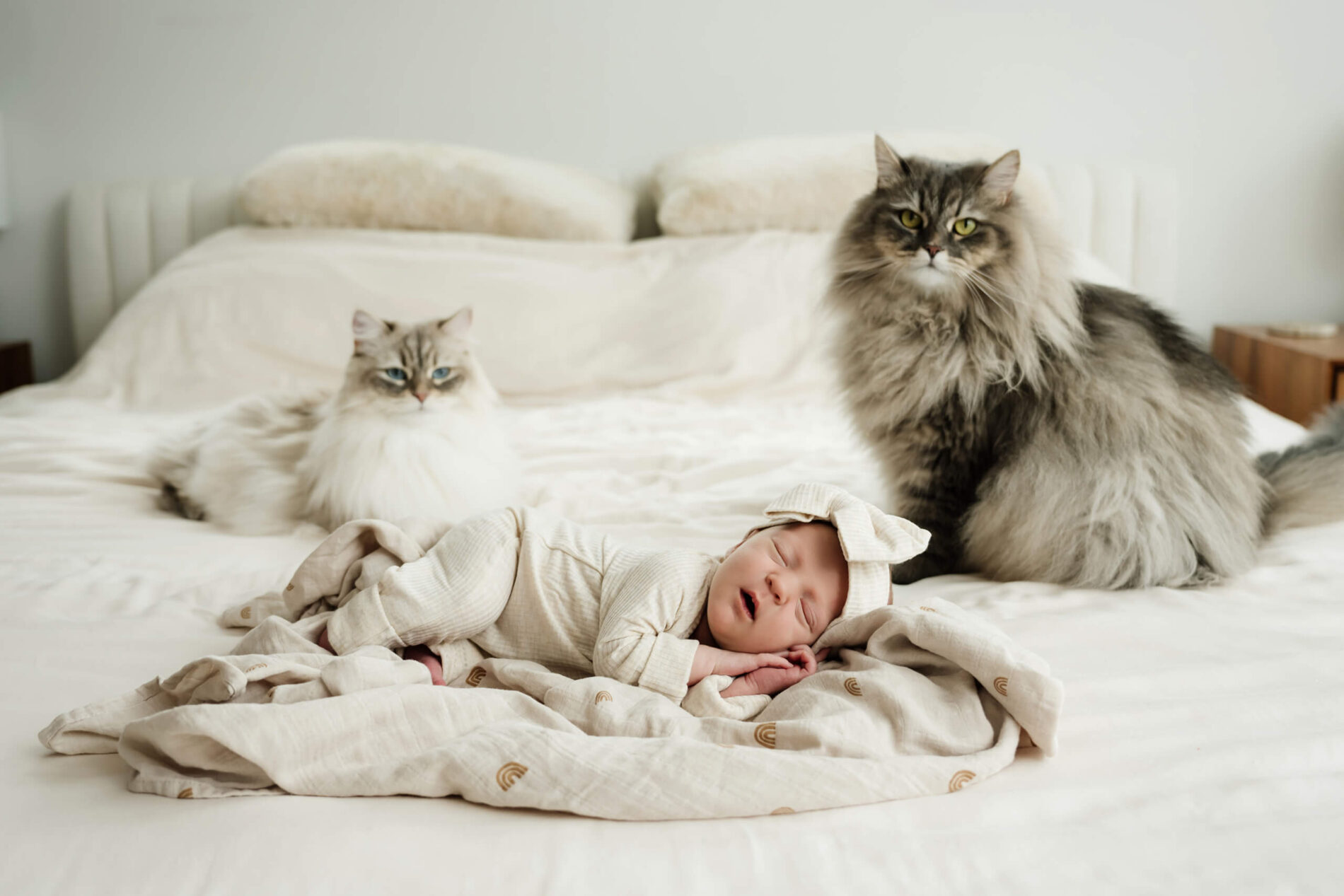 Sleeping newborn baby lies on a bed between two fluffy family cats.