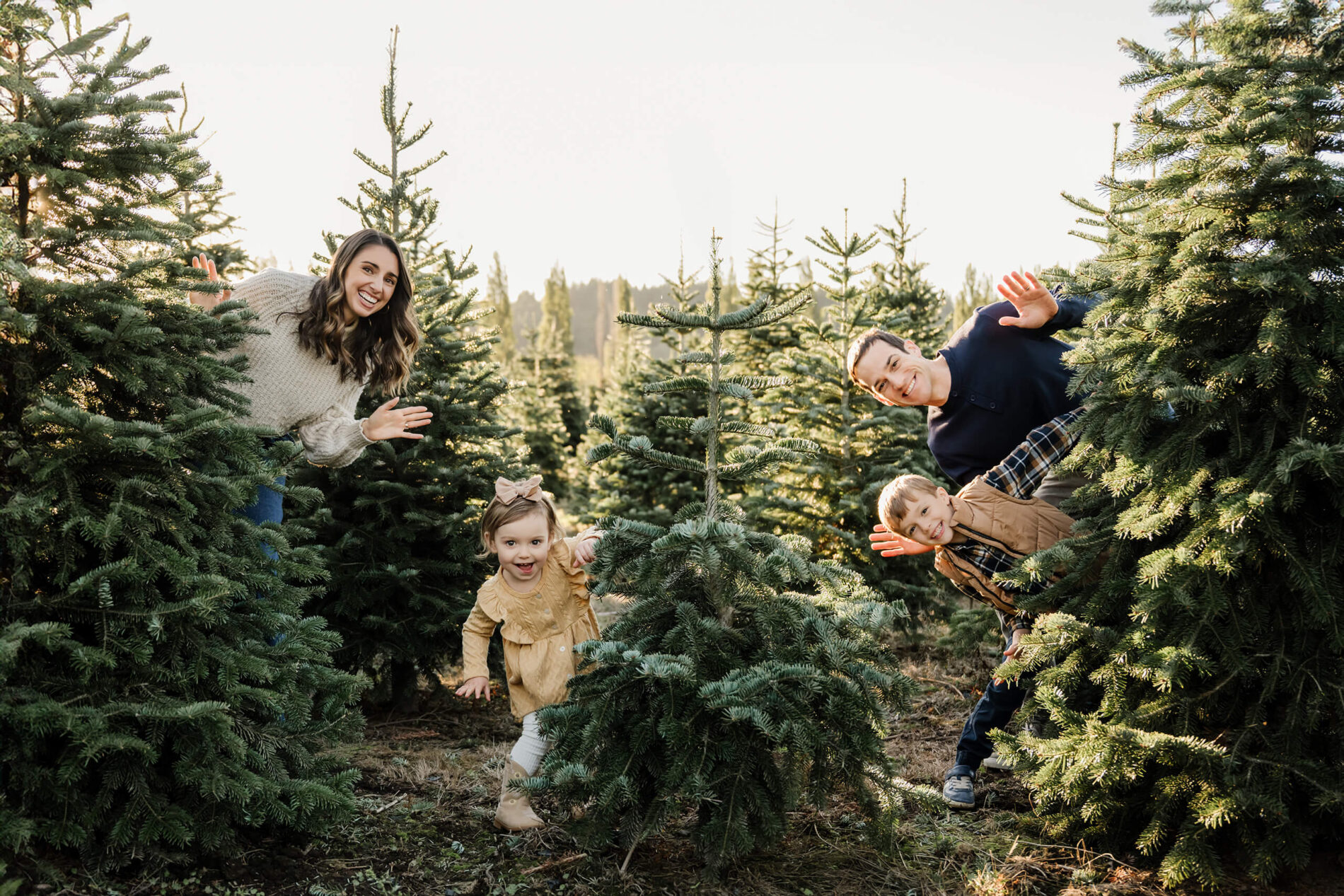 Mom, dad, son, and daughter peek playfully from between rows of evergreen trees.