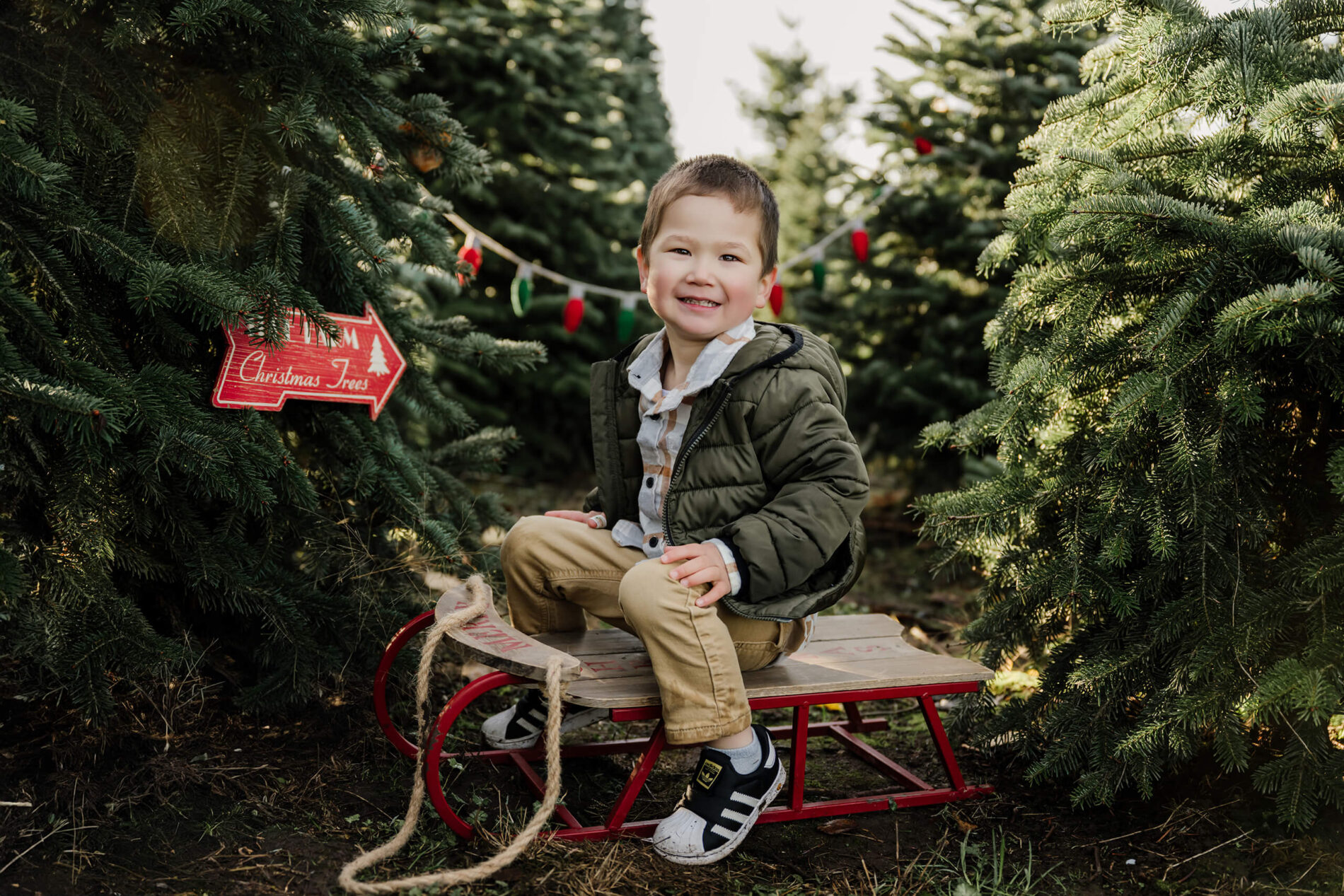 A boy smiles while sitting on a red sled between evergreen trees, with a Christmas Trees sign and colored bulbs behind him.